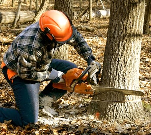 Tree Removal in Liberty Center, IA